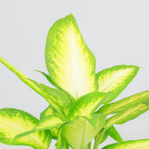 Dieffenbachia Camilla 45cm Nahaufnahme