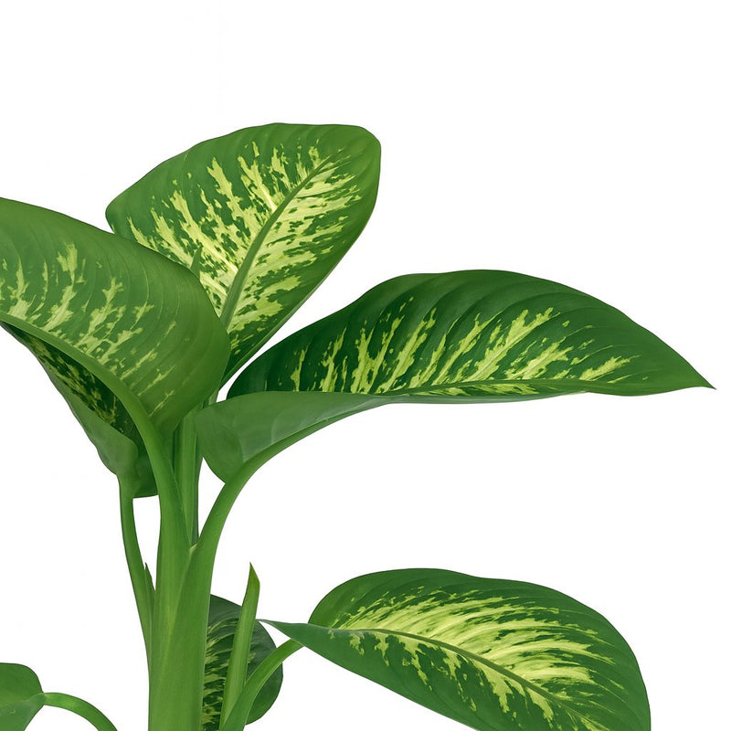 dieffenbachia luftreinigung Dieffenbachia Seguine Tropic Snow