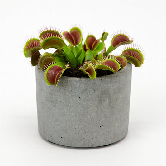 Dionaea Muscipula - 12cm