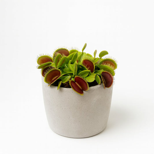 Dionaea Muscipula - 12cm