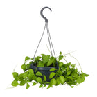 Dischidia Imbricata - 40cm in einem modernen Studio mit modernem Topf