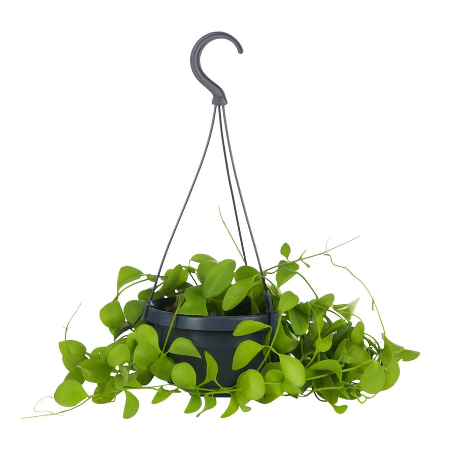 Dischidia Imbricata - 40cm in einem modernen Studio mit modernem Topf