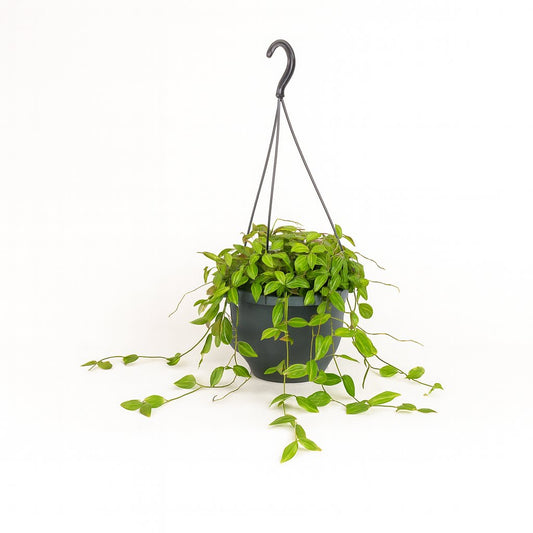 Dischidia Ovata - 40cm