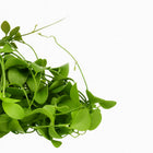 Dischidia Imbricata - 40cm