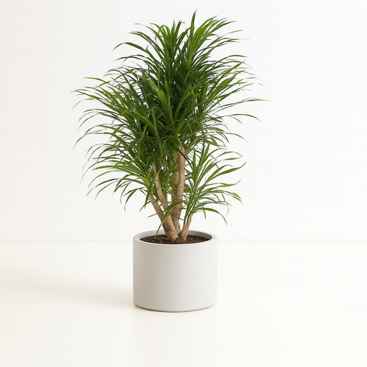 Dracaena Anita - 100cm