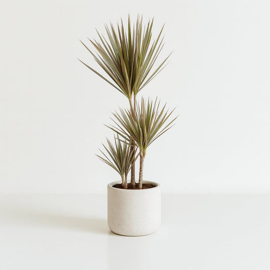 Dracaena Bicolor - 115cm