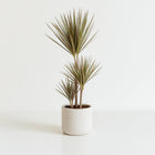 Dracaena Bicolor 115cm im Ø24cm Topf