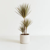 Dracaena Bicolor 115cm im Ø24cm Topf