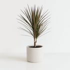 Dracaena Bicolor 75cm im Ø17cm Topf