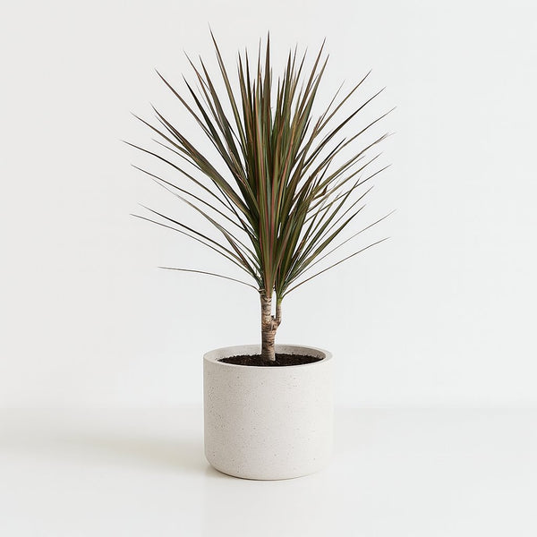 Dracaena Bicolor 75cm im Ø17cm Topf