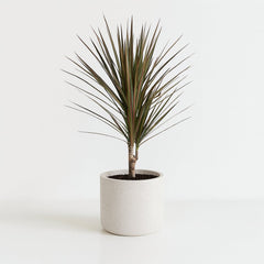 Dracaena Bicolor - 75cm