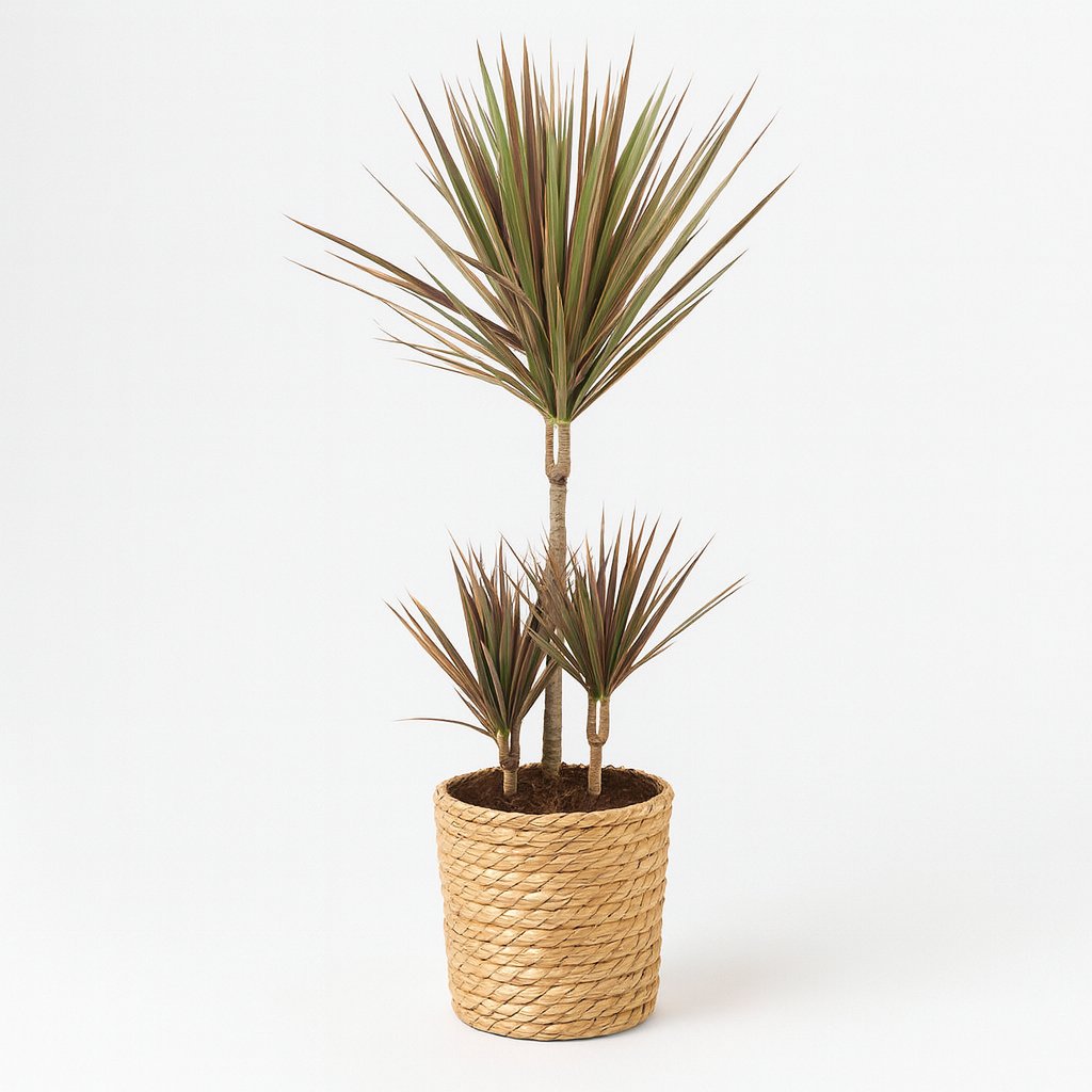 Dracaena Bicolor 95cm im Ø21cm Topf