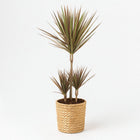 Dracaena Bicolor 95cm im Ø21cm Topf
