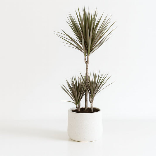 Dracaena Bicolor - 95cm