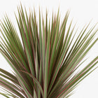 Dracaena Bicolor 95cm im Ø21cm Topf Nahaufnahme