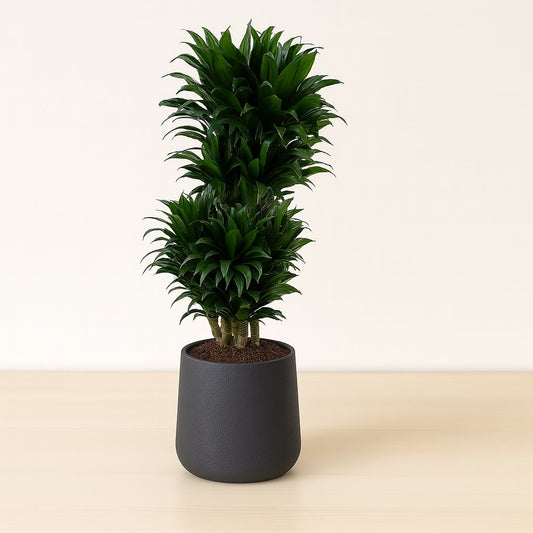 Dracaena Compacta - 100cm