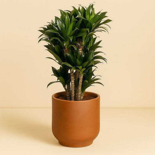 Dracaena Compacta - 80cm