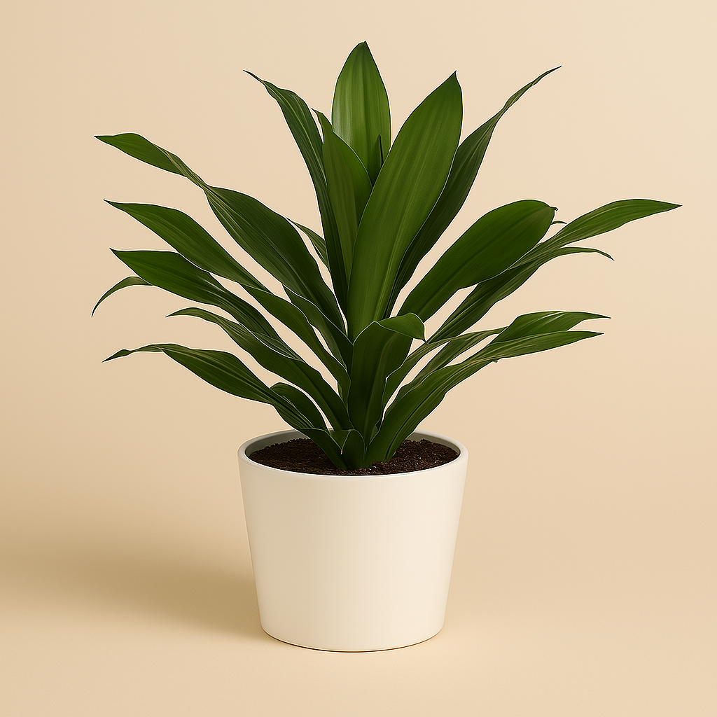 Dracaena Fragrans - 40cm