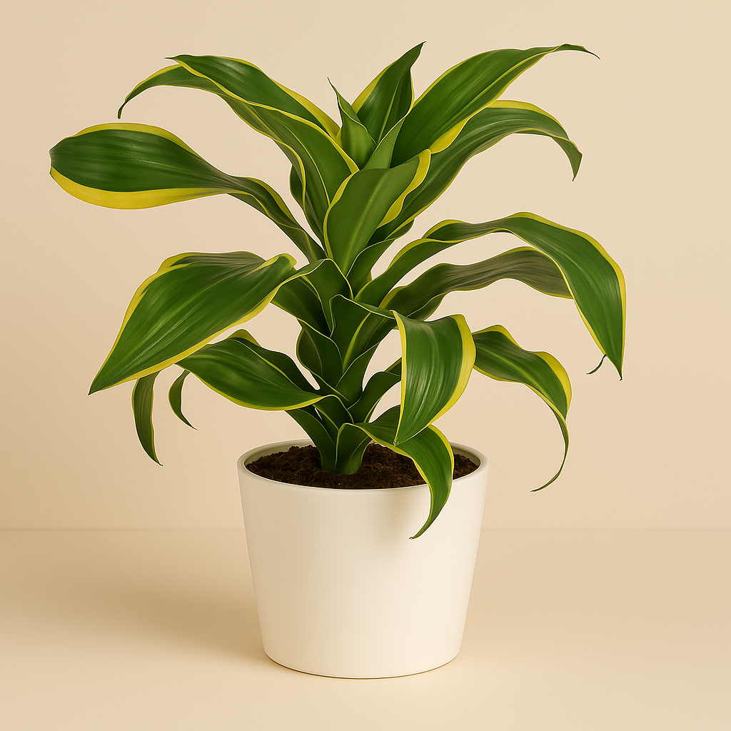 Dracaena Fragrans - 40cm