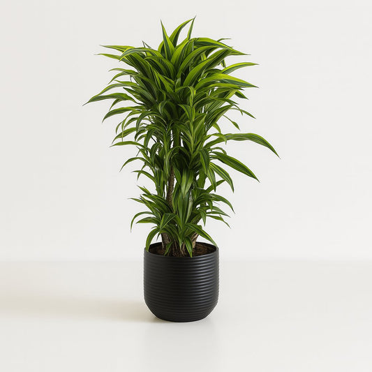 Dracaena Fragrans Lemon Lime - 120cm
