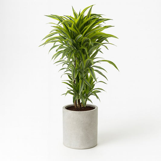 Dracaena Fragrans Lemon Lime - 120cm