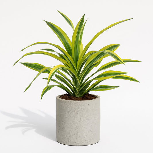 Dracaena Fragrans Lemon Lime - 40cm