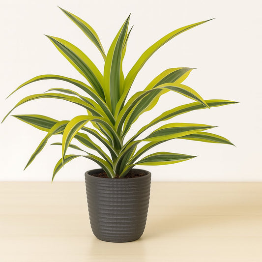 Dracaena Fragrans Lemon Lime - 40cm