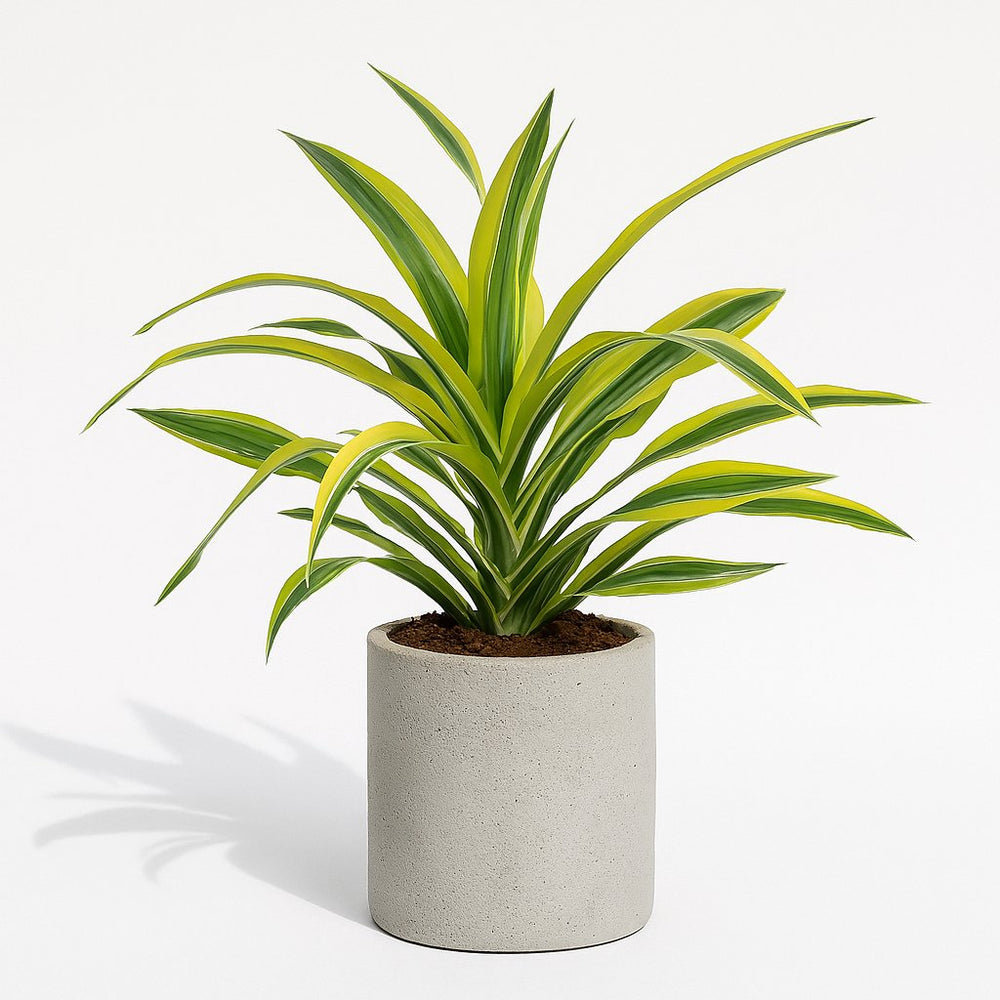 dracaena sonne Dracaena Lemon Lime