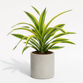 Dracaena Lemon Lime 40cm im 17cm Topf