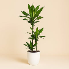Dracaena Janet Lind - 130cm