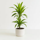 Dracaena Lemon Lime 65cm im 17cm Topf