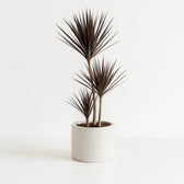 Dracaena Magenta 120cm im Ø21cm Topf