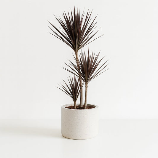 Dracaena Magenta - 120cm