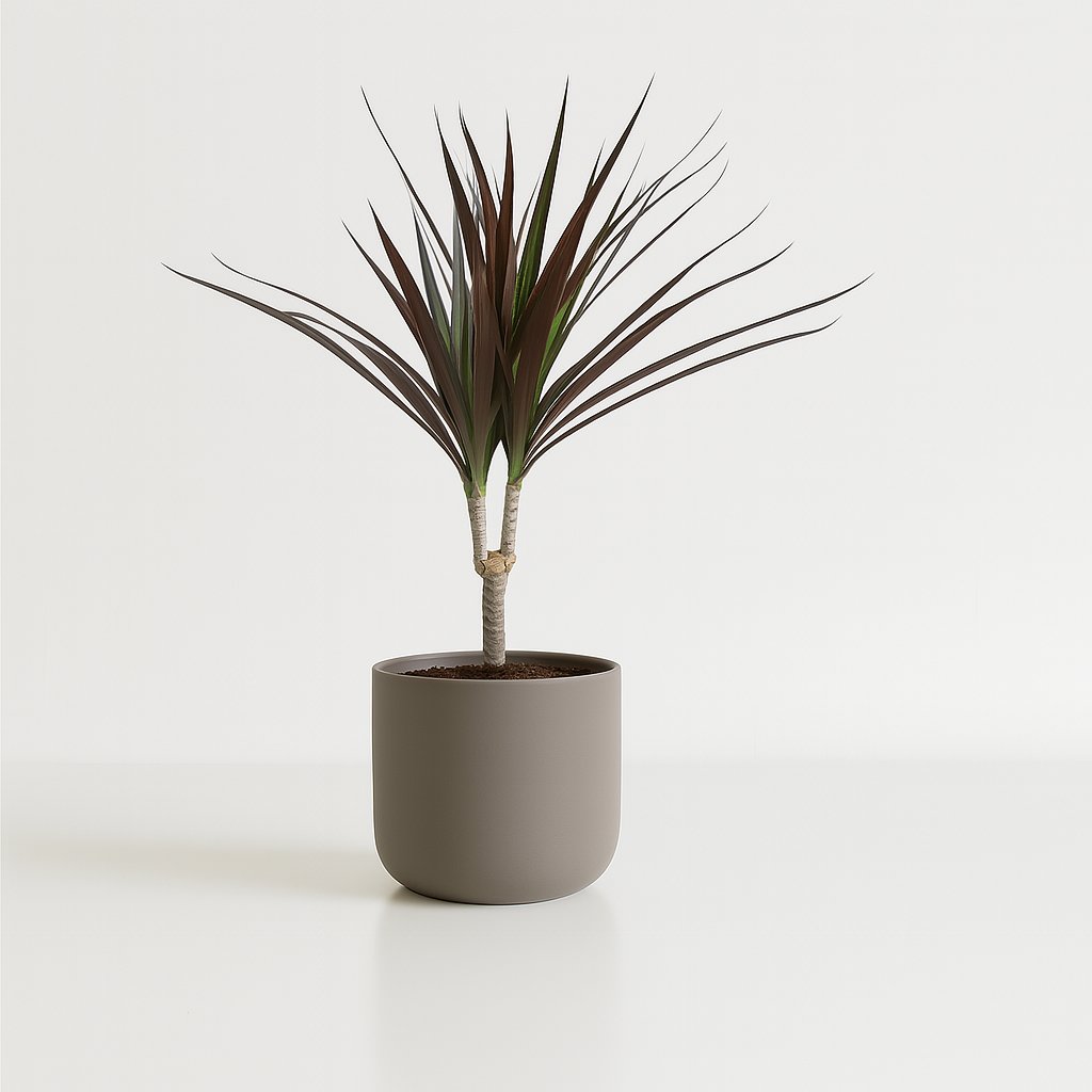 Dracaena Magenta 50cm im Ø12cm Topf