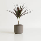 Dracaena Magenta 50cm im Ø12cm Topf