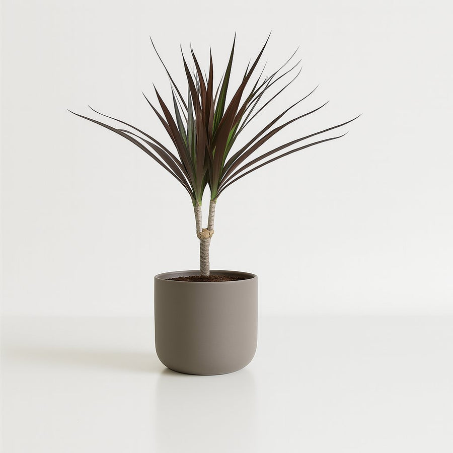 Dracaena Magenta 50cm im Ø12cm Topf