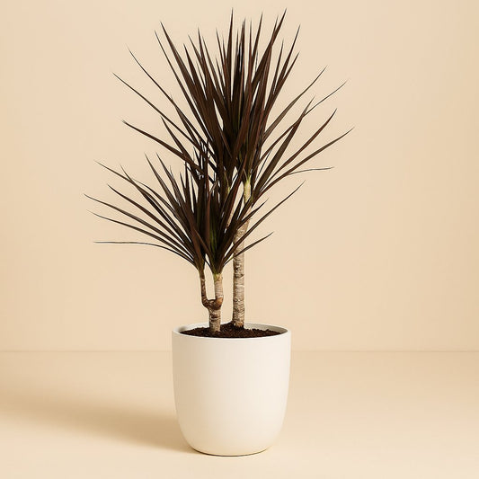 Dracaena Magenta - 80cm