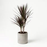 Dracaena Magenta 80cm im Ø17cm Topf