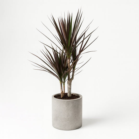 Dracaena Magenta - 80cm