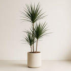 Dracaena Marginata 115cm im 21cm Topf