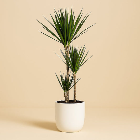 Dracaena Marginata - 120cm