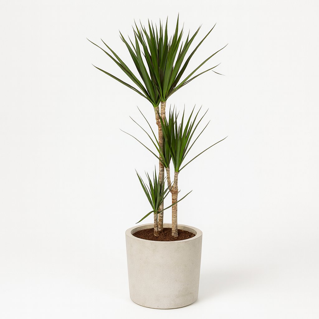Dracaena Marginata - 120cm in einem modernen Studio mit modernem Topf