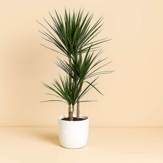 Dracaena Marginata - 120cm