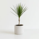 Dracaena Marginata 55cm im 14cm Topf