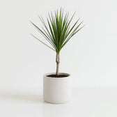 Dracaena Marginata 55cm im 14cm Topf