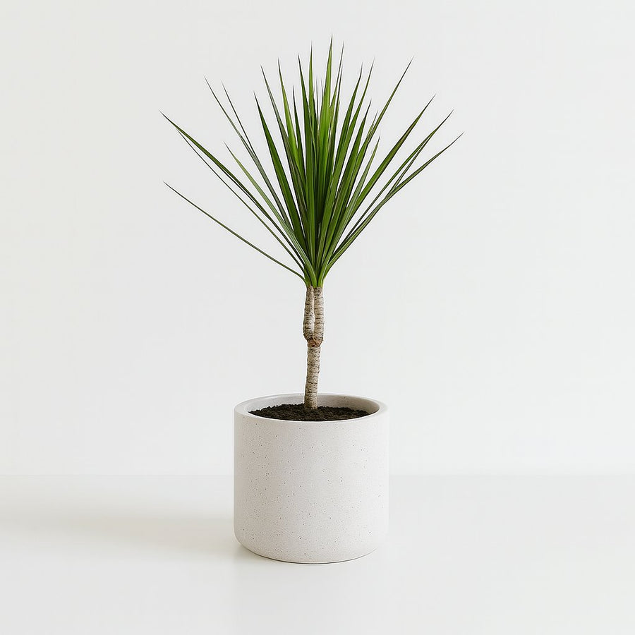 Dracaena Marginata 55cm im 14cm Topf
