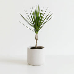 Dracaena Marginata - 55cm