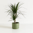 Dracaena Marginata 70cm im 14cm Topf