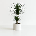 Dracaena Marginata 75cm im 17cm Topf