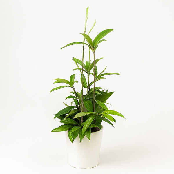 efeu hecke kaufen Hecke am laufenden Meter® Efeu